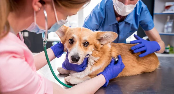 Tým veterinárních lékařů zkoumá nemocného psa Corgi pomocí stetoskopu — Stock fotografie