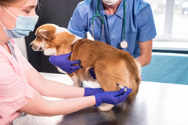 Veterinarian team giving the vaccine to the Corgi dog