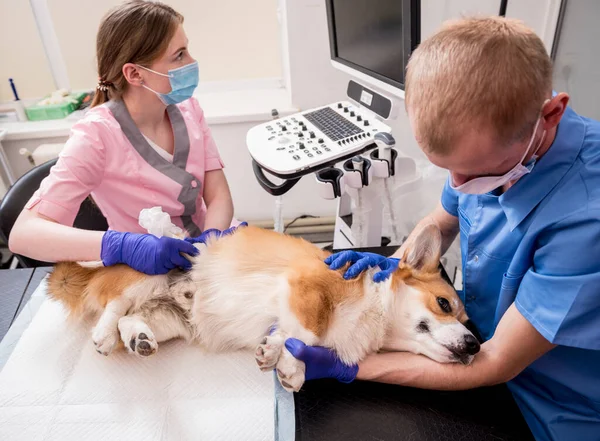 Veterinarian team examines the Corgi dog using ultrasound