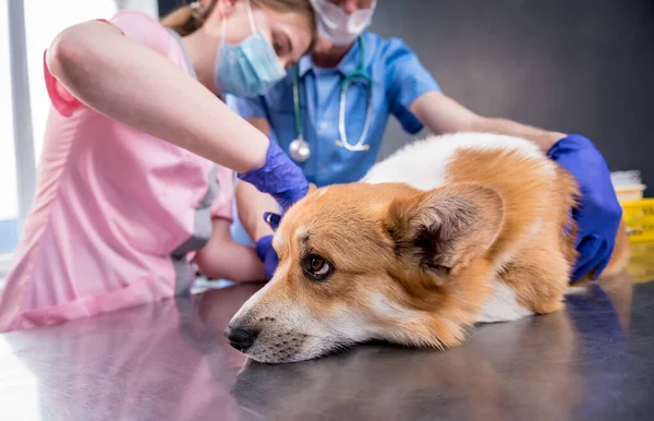 Veterinární lékař tým obvazuje tlapu nemocného psa Corgi — Stock fotografie