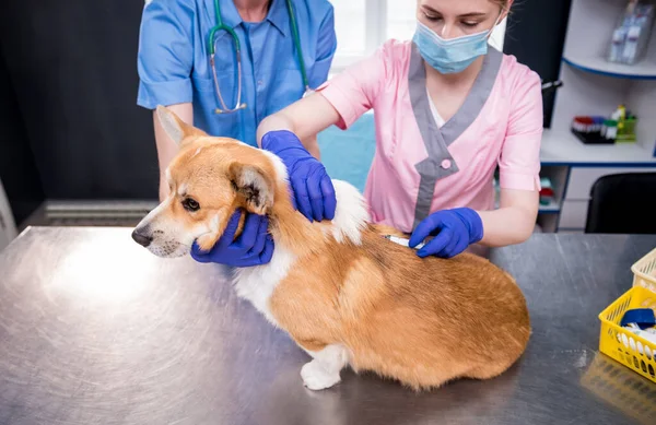 Veterinarian team giving the vaccine to the Corgi dog