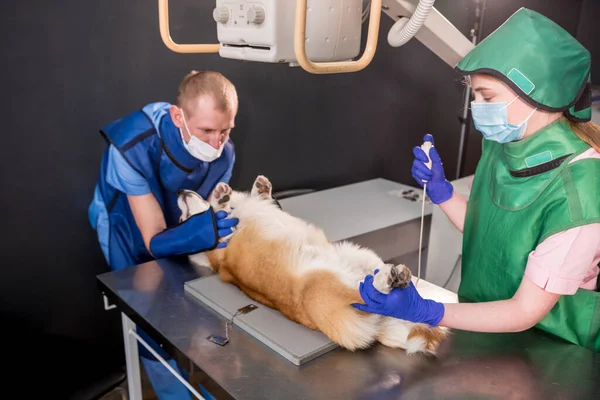 Équipe vétérinaire examinant le chien dans une salle de radiographie. — Photo