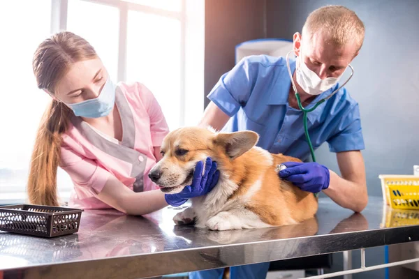 Un equipo de veterinarios examina a un perro enfermo de Corgi usando un estetoscopio — Foto de Stock