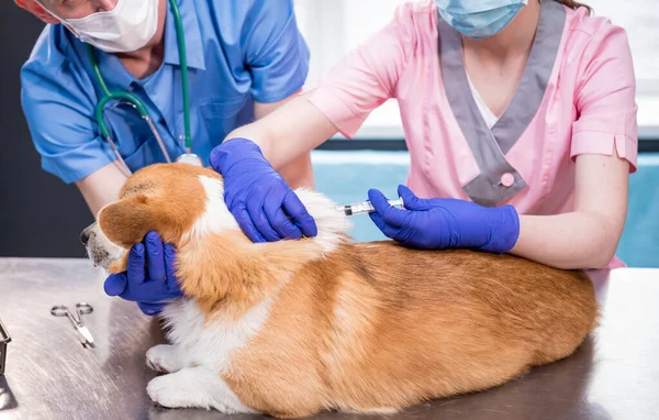Veterinair team geeft het vaccin aan de Corgi hond — Stockfoto