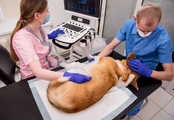 Zespół weterynarii bada psa Corgi za pomocą ultradźwięków — Zdjęcie stockowe