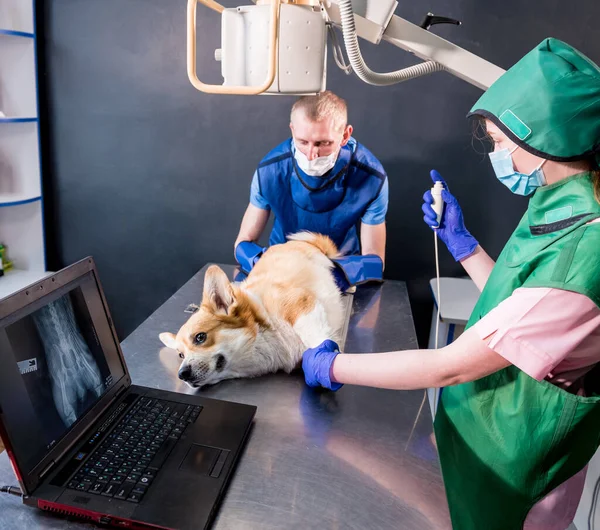 Equipo veterinario examinando perro en sala de rayos X. — Foto de Stock