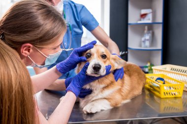 Veteriner ekibi hasta bir Corgi köpeğinin gözlerini inceliyor.