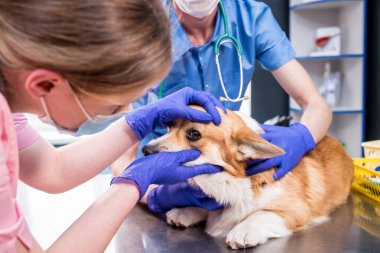 Veteriner ekibi hasta bir Corgi köpeğinin gözlerini inceliyor.