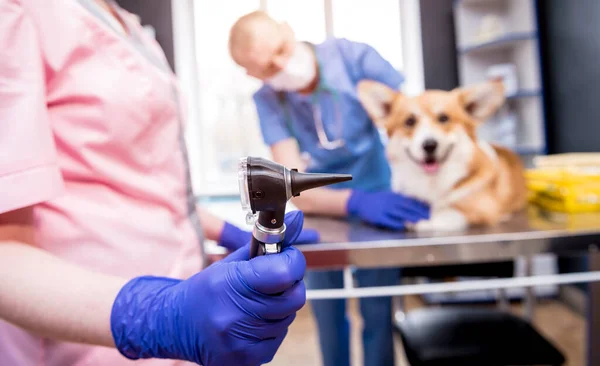 Un equipo de veterinarios examina las orejas de un perro enfermo de Corgi usando un otoscopio — Foto de Stock