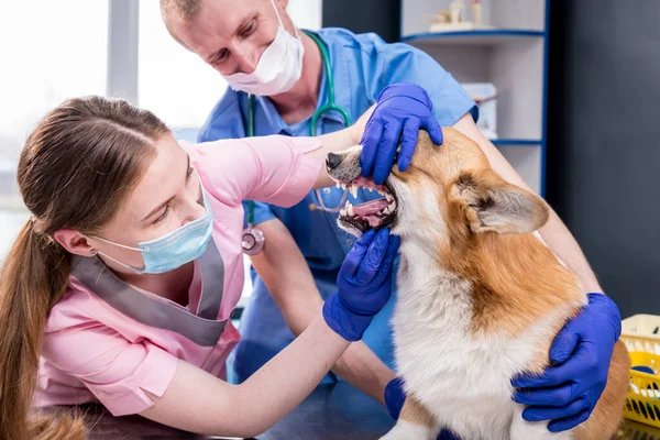 Veterinair team onderzoekt tanden en mond van een zieke Corgi hond — Stockfoto