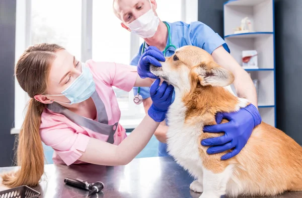 Veterinární lékař tým vyšetřuje zuby a ústa nemocného psa Corgi — Stock fotografie