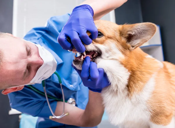 Veterinario examinando los dientes y la boca de un perro enfermo Corgi — Foto de Stock