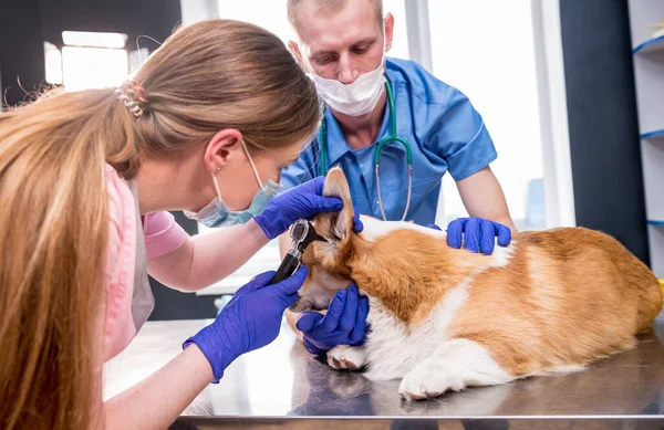 Tiimi eläinlääkäreitä tutkii sairaan corgi-koiran korvat otoskoopin avulla. — kuvapankkivalokuva