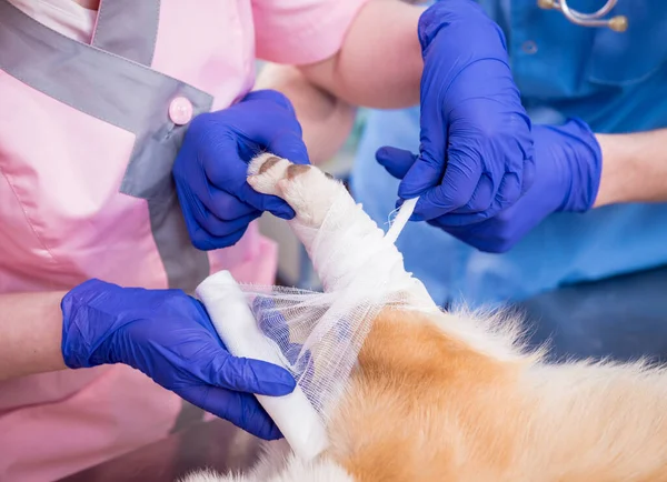 獣医師チーム包帯病気のコルギ犬の足 — ストック写真
