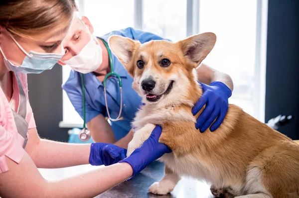 Az állatorvos csapat egy beteg Corgi kutya mancsát vizsgálja. — Stock Fotó