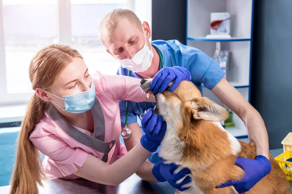 Veterinair team onderzoekt tanden en mond van een zieke Corgi hond — Stockfoto