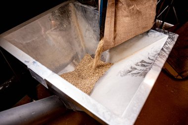 Fabrikadaki malt tohumlarını öğütme süreci