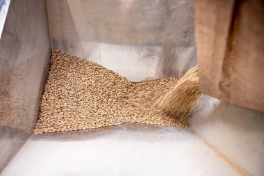 Fabrikadaki malt tohumlarını öğütme süreci