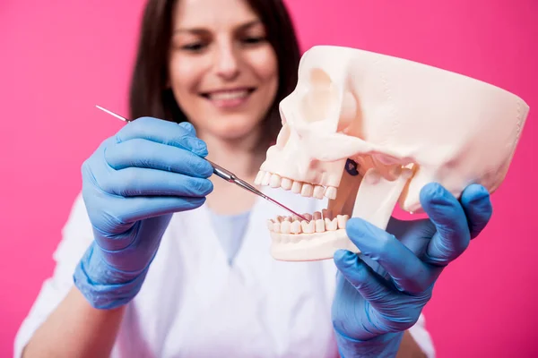 Woman dentist examines the oral cavity of the artificial skull with sterile dental instruments — Stock Photo, Image