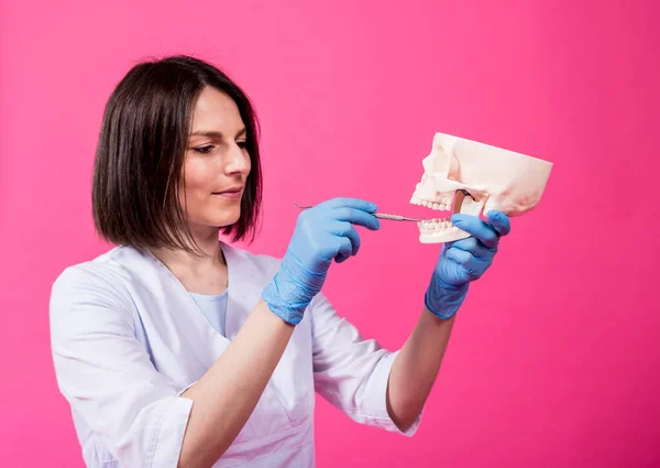 Zahnärztin untersucht Mundhöhle des künstlichen Schädels mit sterilen zahnmedizinischen Instrumenten — Stockfoto