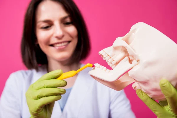 Жінка-стоматолог чистить зуби штучного черепа за допомогою однієї зубної щітки — стокове фото