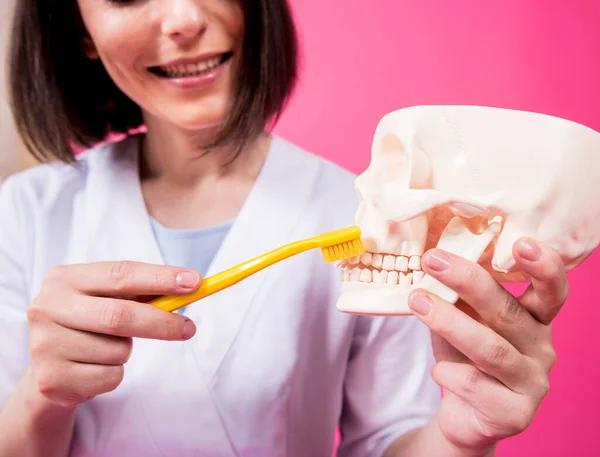 Woman dentist brushing teeth of an artificial skull using a single tufted toothbrush — Stock Photo, Image