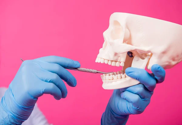 Woman dentist examines the oral cavity of the artificial skull with sterile dental instruments — Stock Photo, Image