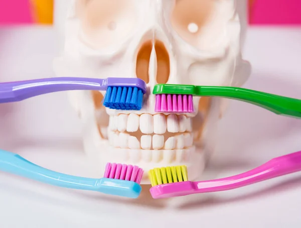Zahnärztin beim Zähneputzen eines künstlichen Schädels mit vier Zahnbürsten — Stockfoto