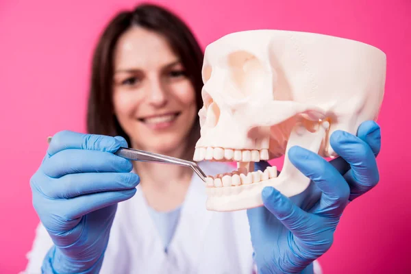Woman dentist examines the oral cavity of the artificial skull with sterile dental instruments — Stock Photo, Image