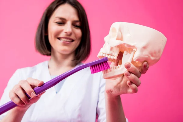 Woman dentist brushing teeth of an artificial skull using a large toothbrush — Stock Photo, Image