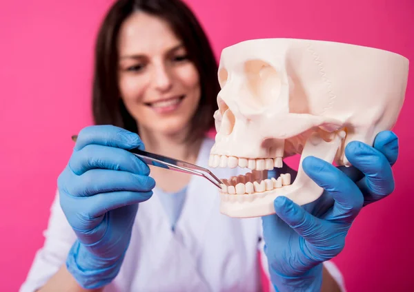 Woman dentist examines the oral cavity of the artificial skull with sterile dental instruments — Stock Photo, Image