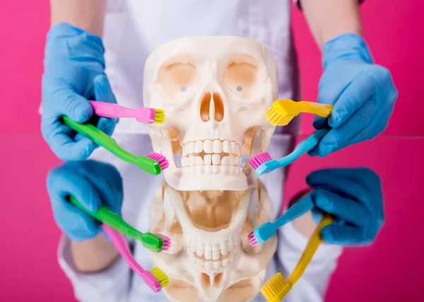 Woman dentist brushing teeth of an artificial skull using a four toothbrushes — Stock Photo, Image