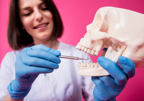 Woman dentist examines the oral cavity of the artificial skull with sterile dental instruments — Stock Photo, Image