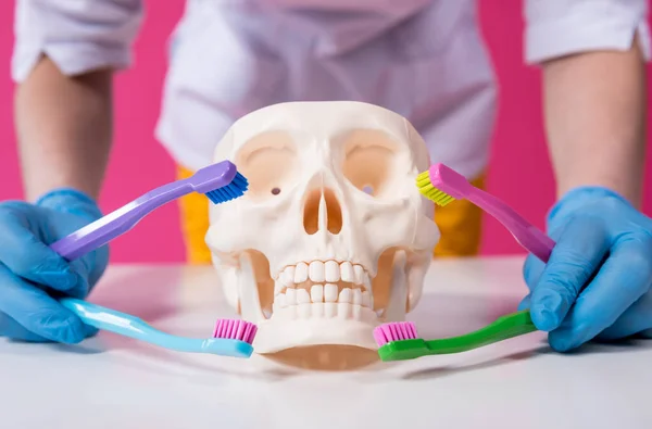 Woman dentist brushing teeth of an artificial skull using a four toothbrushes — Stock Photo, Image