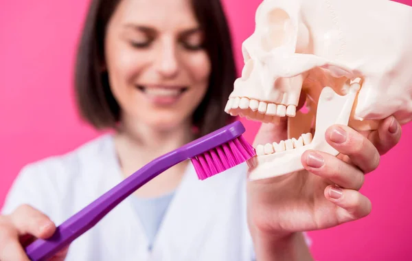 Woman dentist brushing teeth of an artificial skull using a large toothbrush — Stock Photo, Image