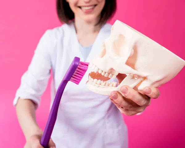 Zahnärztin beim Zähneputzen eines künstlichen Schädels mit einer großen Zahnbürste — Stockfoto