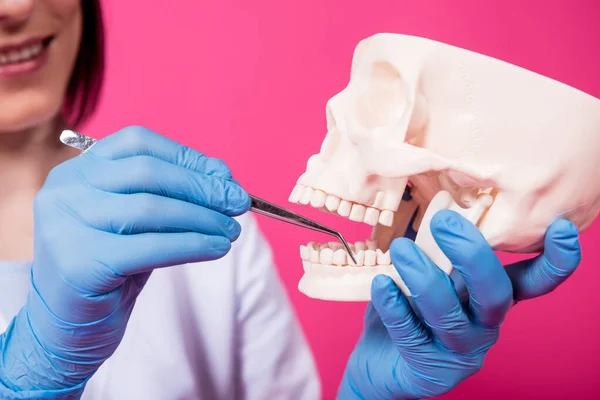 Woman dentist examines the oral cavity of the artificial skull with sterile dental instruments — Stock Photo, Image