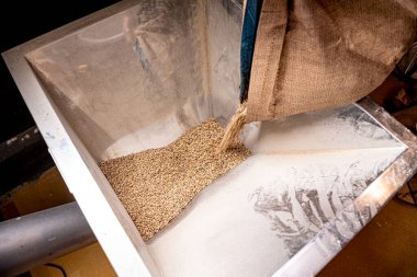 Fabrikadaki malt tohumlarını öğütme süreci