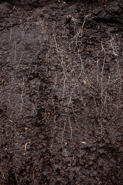 Gras met wortels en grond in de doos — Stockfoto