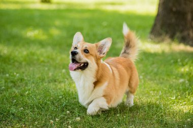 Şehir parkında Galli Corgi Pembroke 'un portresi