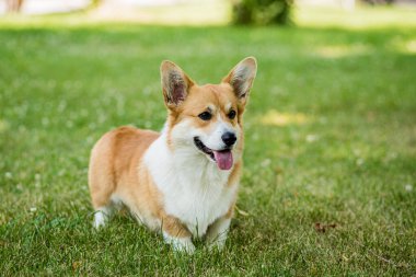 Şehir parkında Galli Corgi Pembroke 'un portresi