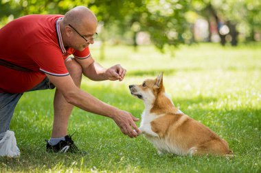 Yetişkin adam Galli Corgi Pembroke köpeğini şehir parkında eğitiyor.