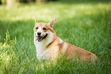 Şehir parkında Galli Corgi Pembroke 'un portresi