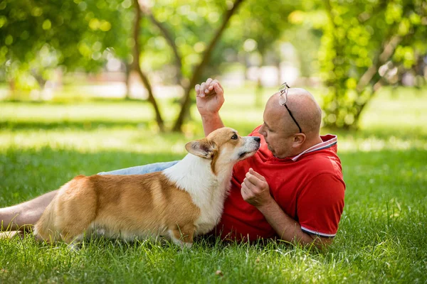 Dorosły mężczyzna trenuje walijskiego psa Corgi Pembroke w parku miejskim — Zdjęcie stockowe