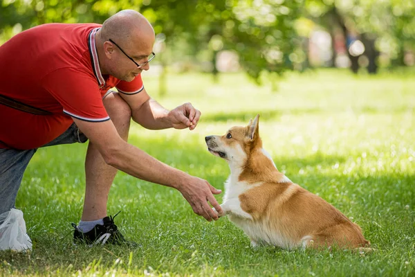 Hombre adulto está entrenando a su perro galés Corgi Pembroke en el parque de la ciudad — Foto de Stock