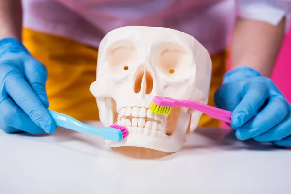 Woman dentist brushing teeth of an artificial skull using a two toothbrushes — Stock Photo, Image