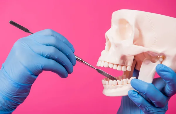 Donna dentista esamina la cavità orale del cranio artificiale con strumenti dentali sterili — Foto Stock