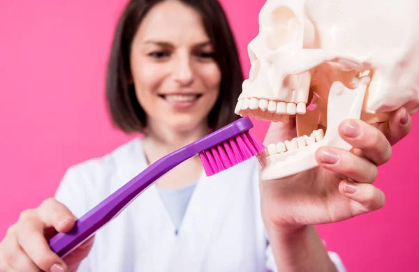 Woman dentist brushing teeth of an artificial skull using a large toothbrush — Stock Photo, Image