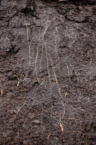 Χώμα με ρίζες και χώμα στο κουτί — Φωτογραφία Αρχείου