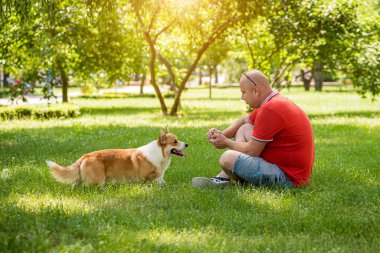 Yetişkin adam Galli Corgi Pembroke köpeğini şehir parkında eğitiyor.
